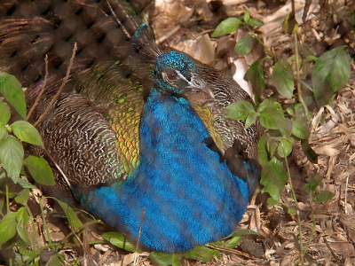 [The bird sits on the ground with its head facing the right. The birds head is an irridescent blue. The tips of its headdress is the same color. The front of the bird is blue while the back feathers are brown and white and gold and green.]